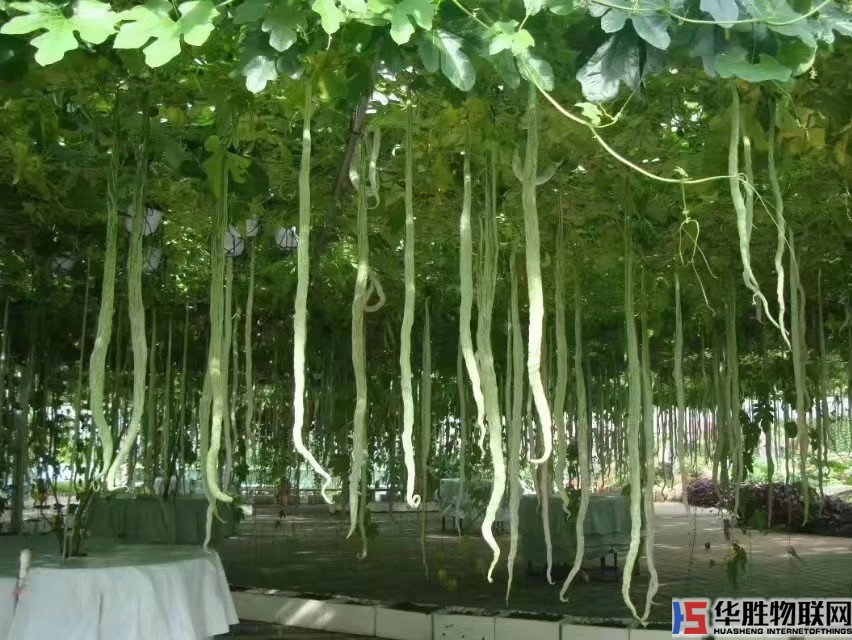如何無土栽培蔬菜？哪些蔬菜適合無土栽培？無土蔬菜栽培技術(shù)要點(diǎn)